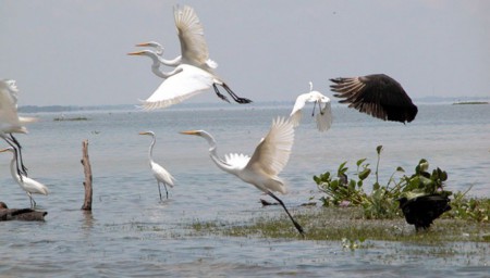 garzas de la cienaga de zapatoza,la mata cesar